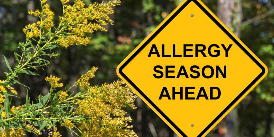 Road Sign that reads "Allergy Season Ahead"