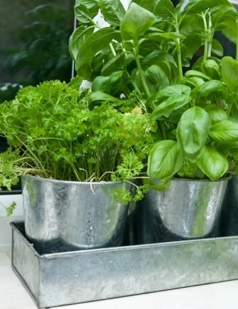 Pots of herbs